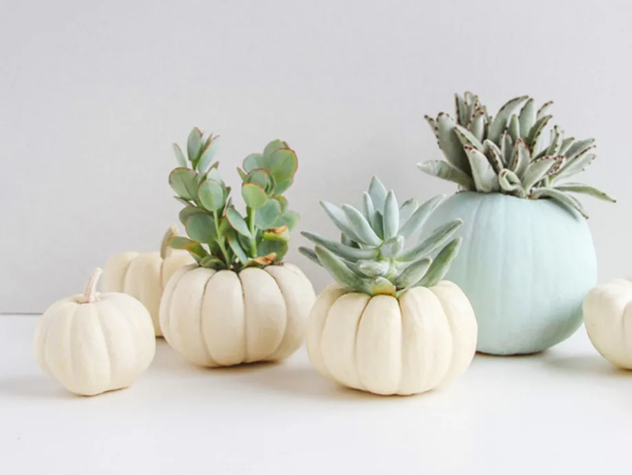 White Pumkin Used To Welcome Fall