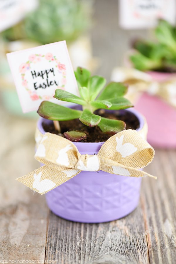 Elegant mason jar succulent planter for Easter.